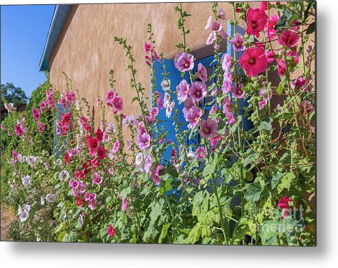 Taos Metal Print featuring the photograph Hollyhock Peace by Elijah Rael