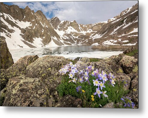 Holy Cross Metal Print featuring the photograph Holy Cross Wilderness Columbines by Aaron Spong
