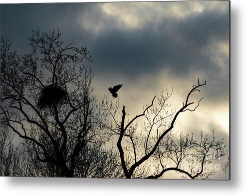 Eagle Metal Print featuring the photograph Home Before Dark by Alyssa Tumale