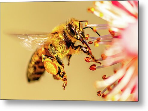Bee Metal Print featuring the photograph Honeybee and Apricot Blossom by Rachel Morrison