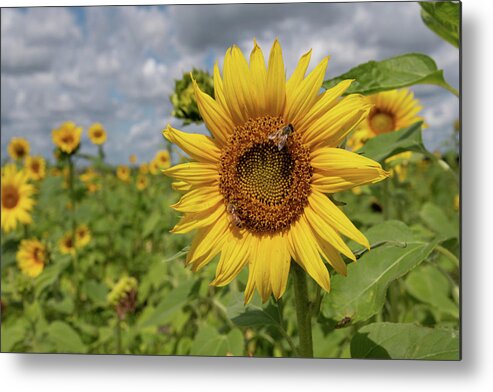Sunflower Metal Print featuring the photograph Honeybee on Sunflower by Carolyn Hutchins