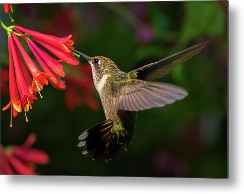 Hummingbird Metal Print featuring the photograph Honeysuckle Hummingbird by Brian Caldwell