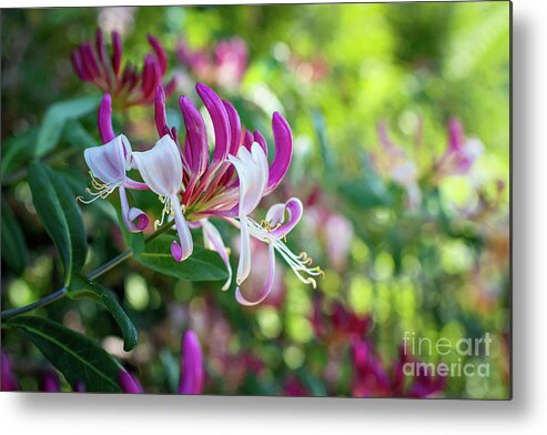 Honeysickle Metal Print featuring the photograph Honeysuckle in the garden by Amy Dundon