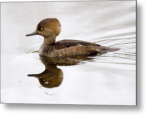 Kmaphoto Metal Print featuring the photograph Hooded Merganser by Kristine Anderson