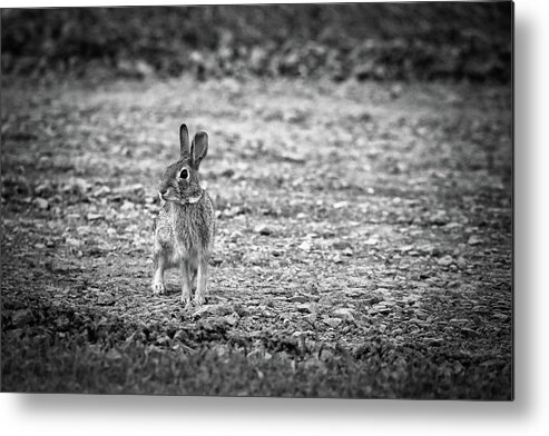 Rabbit Metal Print featuring the photograph Hoppy In Black and White by Scott Burd
