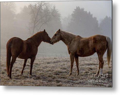 Horse Metal Print featuring the photograph Horse Love by Jennifer White