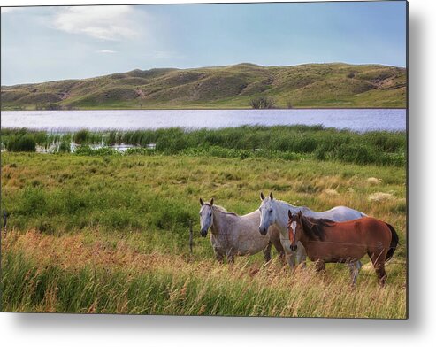 Horses Metal Print featuring the photograph Horses at Beem Lake - Sandhills Journey by Susan Rissi Tregoning