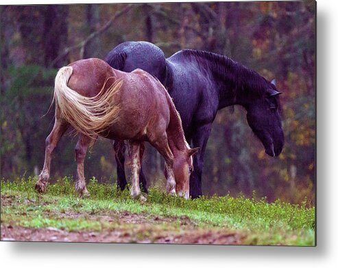 Cade's Cove Metal Print featuring the photograph Horses in Cade's Cove by Darrell DeRosia