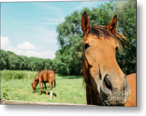 Horse Metal Print featuring the photograph Horses in field by Jelena Jovanovic