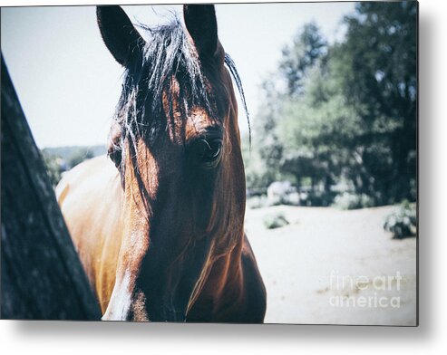 Horse Metal Print featuring the photograph Horses on summer meadow I by Dimitar Hristov