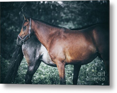 Horse Metal Print featuring the photograph Horses rest under a tree by Dimitar Hristov