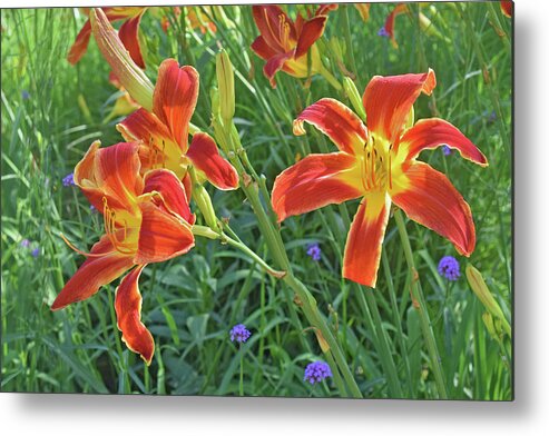 Daylilies Metal Print featuring the photograph Hot July Field of Daylilies by Janis Senungetuk