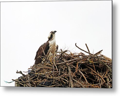 Osprey Metal Print featuring the photograph How Long Does It Take by Debbie Oppermann