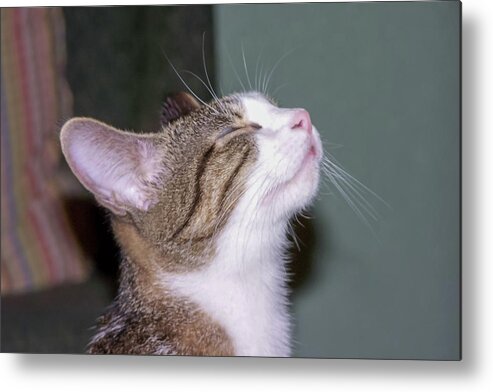 Cat Metal Print featuring the photograph How Sweet It Is by C Winslow Shafer