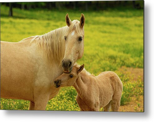 Horse Metal Print featuring the photograph Hugging momma by Jamie Tyler