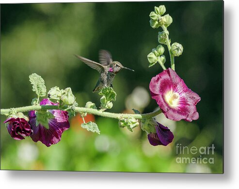 Kmaphoto Metal Print featuring the photograph Hummingbird and Hollyhock by Kristine Anderson