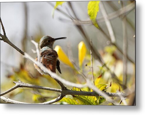 Hummingbirds Metal Print featuring the photograph Hummingbird looking back by Ernest Echols