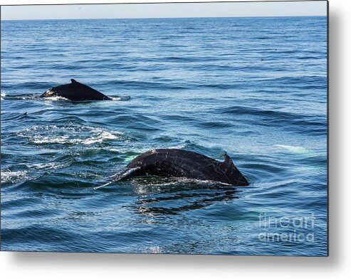 Humpback Metal Print featuring the photograph Humpback and Calf Diving by Lorraine Cosgrove