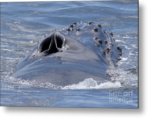  Metal Print featuring the photograph Humpback Blowhole by Loriannah Hespe