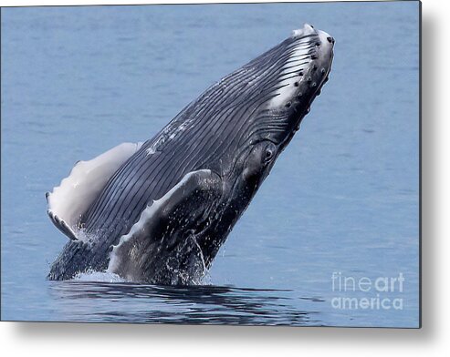 Humpback Whale Eye Metal Print featuring the photograph Humpback Breach Eyes Open by Loriannah Hespe