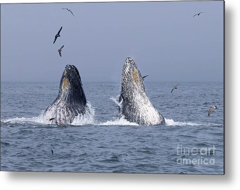  Metal Print featuring the photograph Humpback Double Lunge Feed by Loriannah Hespe