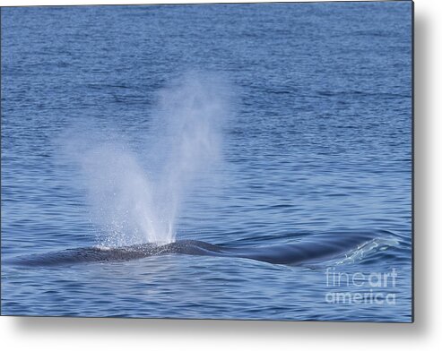 Danawharf Metal Print featuring the photograph Humpback Whale Heart-Shaped Spout by Loriannah Hespe