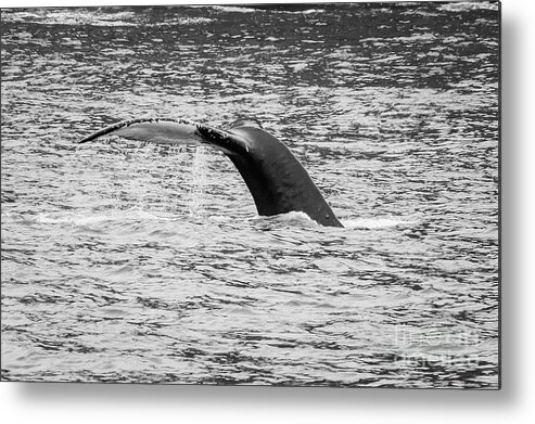 Humpback Whale Metal Print featuring the photograph Humpback Whale Tale Grayscale by Jennifer White