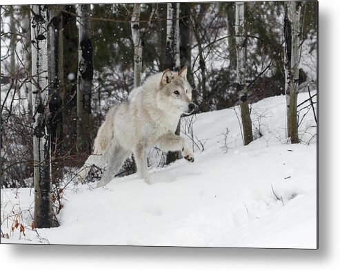 Hunting Wolf Metal Print featuring the photograph Hunting Wolf by Wes and Dotty Weber