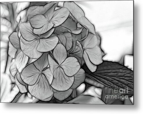 Hydrangea Metal Print featuring the digital art Hydrangea Art in Black and White by Jayne Carney