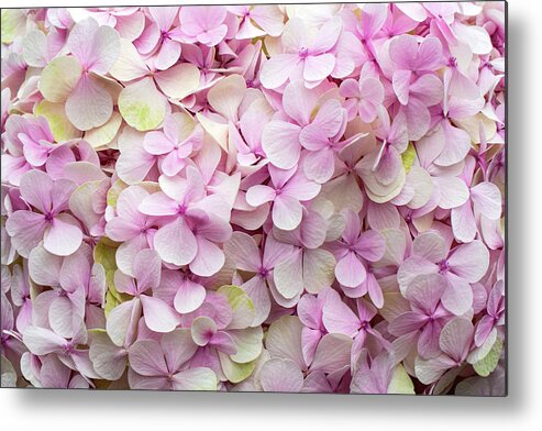 Flowers Metal Print featuring the photograph Hydrangea by Louise Tanguay