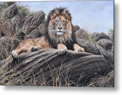 King. Lion Metal Print featuring the painting I am King - Lion Painting by Alan M Hunt