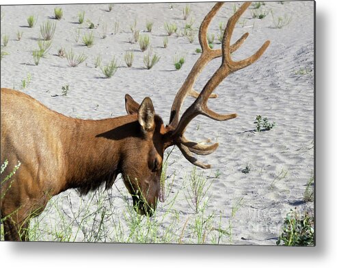 Nature Metal Print featuring the photograph I Bow to You by Mary Mikawoz