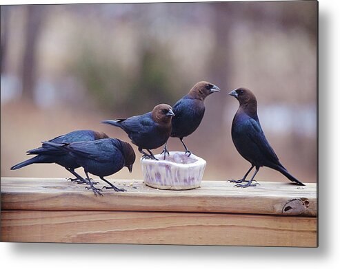 Bird Metal Print featuring the photograph I Dare You - Brown Headed Cow Birds by Gaby Ethington
