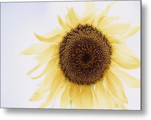 Sunflower Metal Print featuring the photograph I Dream of Sunflower by Ada Weyland