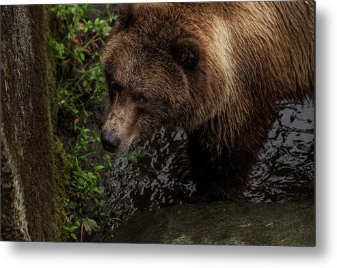 Brown Bear Metal Print featuring the photograph I see you by David Kirby