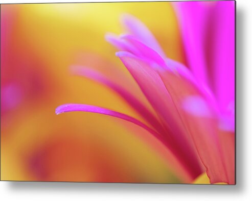 Abstract Metal Print featuring the photograph I Want It All by Christi Kraft