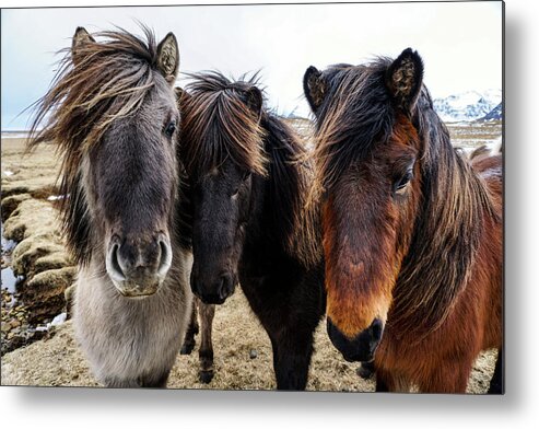 Iceland Metal Print featuring the photograph Icelandic Wild Horses. Iceland by Earth And Spirit
