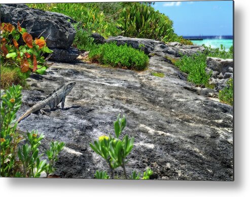 Cozumel Metal Print featuring the photograph Iguana basking on tropical Cozumel beach by Peter Herman