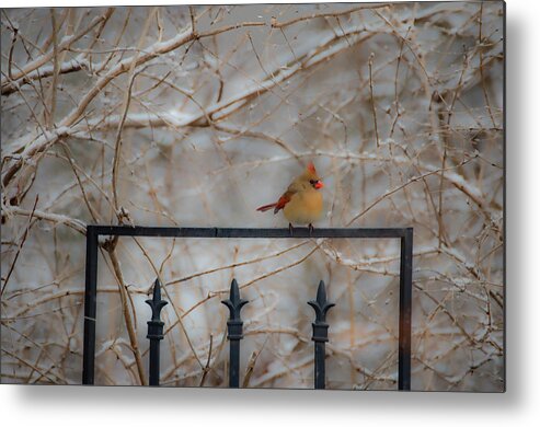 Cardinal Metal Print featuring the photograph I'm Here Where Are You by Diane Lindon Coy