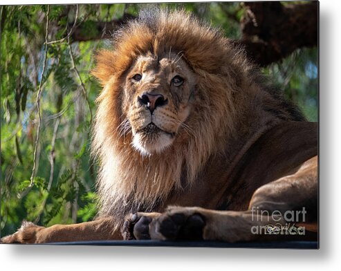 David Levin Photography Metal Print featuring the photograph I'm Looking at You by David Levin