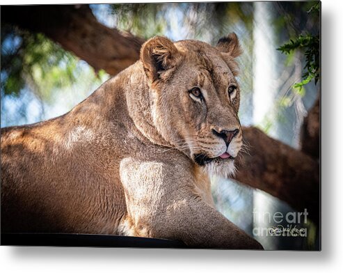 Cat Metal Print featuring the photograph I'm Not Watching You by David Levin