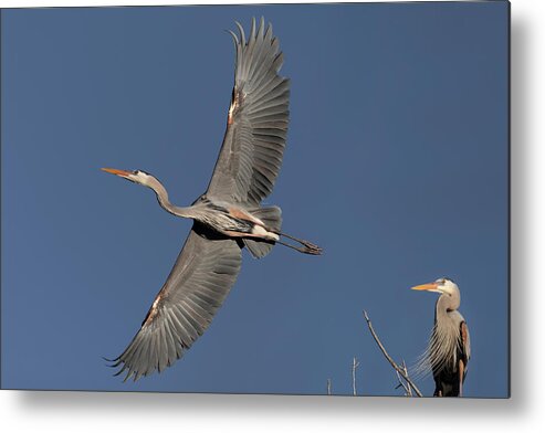 Great Blue Heron Metal Print featuring the photograph Impressive Wingspan of the Great Blue Heron. by Paul Martin