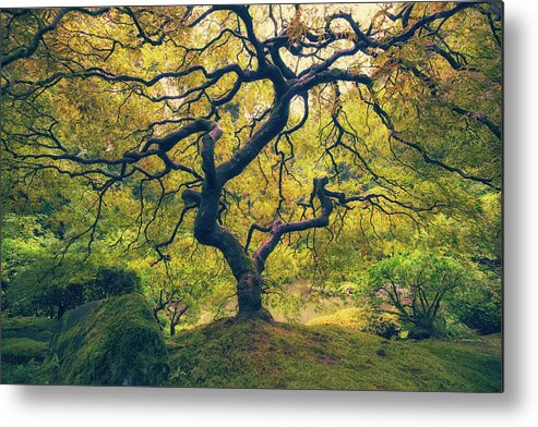 Branch Metal Print featuring the photograph In Between by Jason Roberts