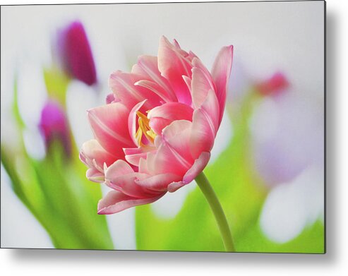 Tulips Metal Print featuring the photograph In Front Of The Bunch by Terence Davis