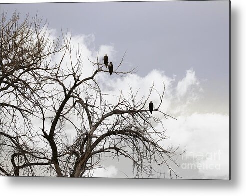 Eagles Metal Print featuring the photograph In the Clouds by Veronica Batterson