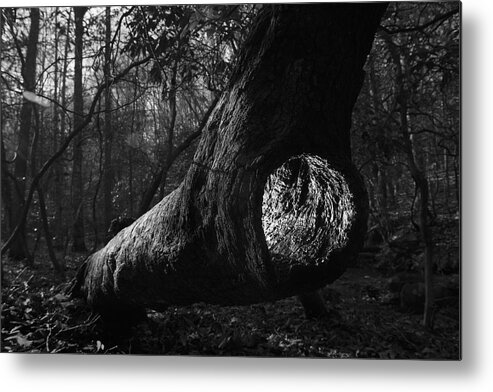 Black And White Photography Metal Print featuring the photograph In the Forest by Eric Abernethy