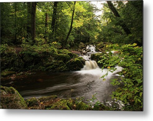 Fall Metal Print featuring the photograph In the Forest by Linda Shannon Morgan