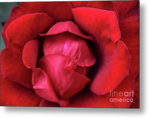 Nature Metal Print featuring the photograph In The Heart Of Rose Beauty by Leonida Arte