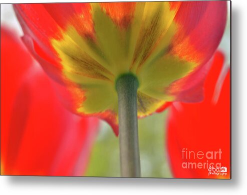 Tulip Metal Print featuring the photograph In the shade of a Tulip by Elaine Berger