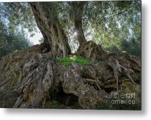 Olive Metal Print featuring the photograph In the shade of the olive tree by Adriana Mueller